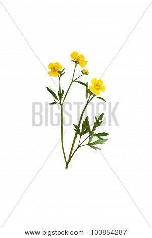 Pressed And Dried Bush Meadow Buttercup. Isolated On White Background.