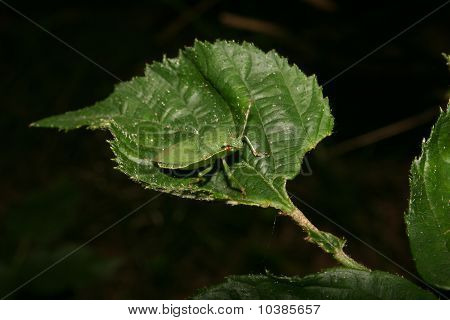 Bug escudo verde (PalomenapPrasina)