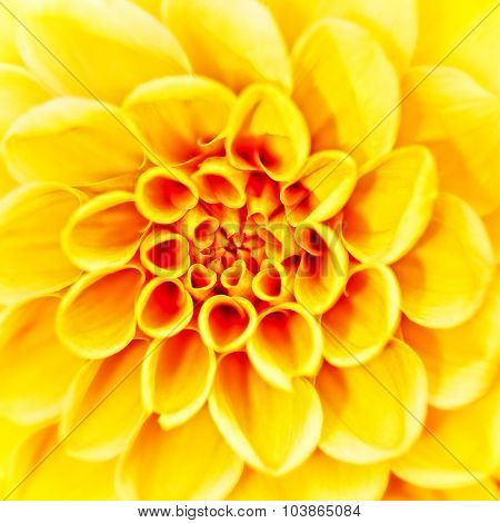 Beauty herbera flower abstract neutral backgrounds for your design