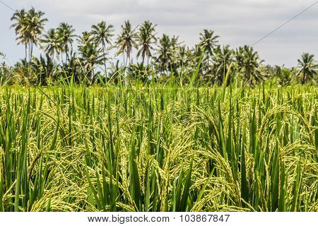 Deatil Of Green Rice Terraces - Bali, Indonesia