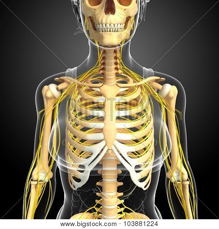 Nervous System Of Female Ribcage Artwork