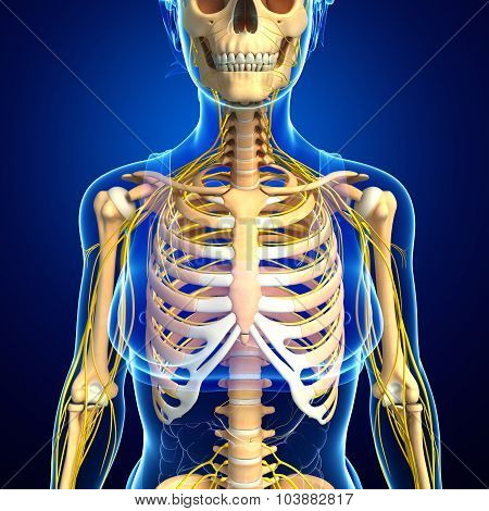 Female Ribcage And Nervous System Artwork