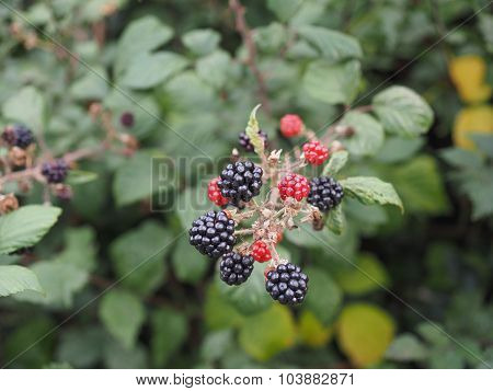 Blackberry Fruits