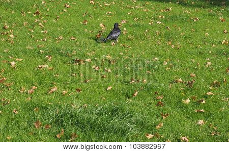 Black Crow Bird