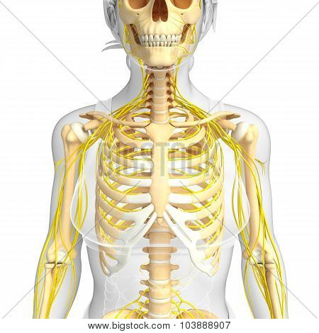 Female Ribcage And Nervous System Artwork
