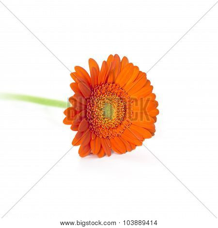 Orange Herbera