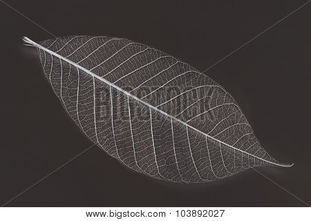 Dry Transparent Leaf