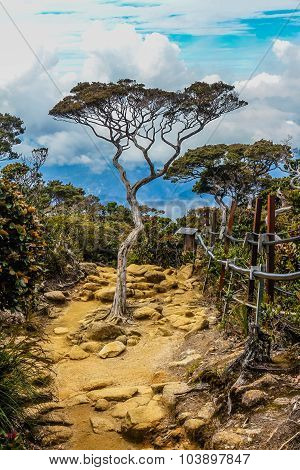 Isolated Tree On Stony Path With Blue Sky -borneo
