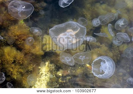 Jellyfish In The Sea.