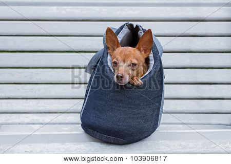 Small Doggie In A Bag On A Bench