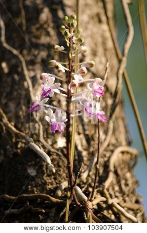 Seidenfadenia Mitrata Is Native To Thailand And To Myanmar Burma