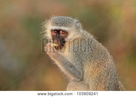 Portrait of a vervet monkey (Cercopithecus aethiops), Kruger National Park, South Africa