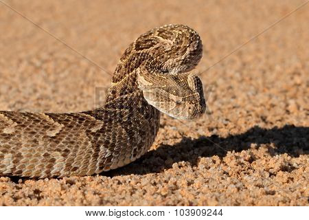 Portrait of a puff adder (Bitis arietans) in defensive position, southern Africa