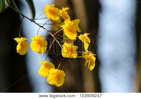 Lindley's Dendrobium Is Beautiful Flower And Have Yellow Colour