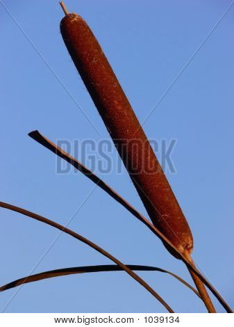 Reed 40723