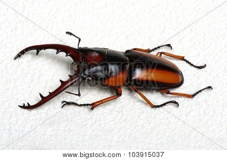 Stag beetle isolated on background