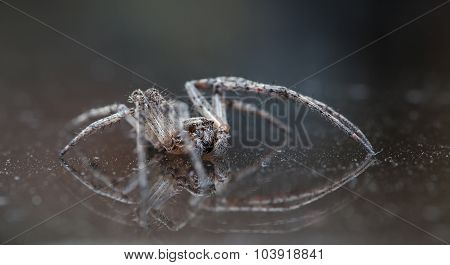 spider