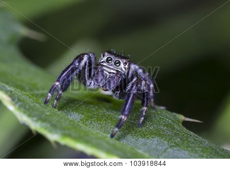 spider jumper