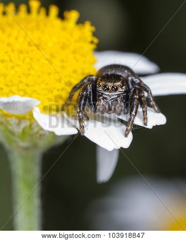 spider jumper