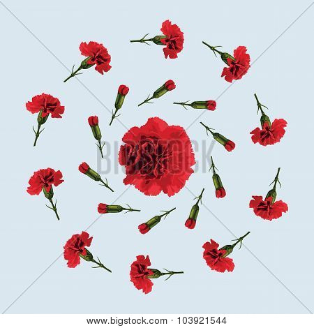 Red carnation flower