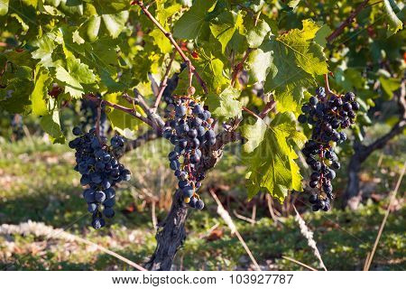 Vineyard Close Up