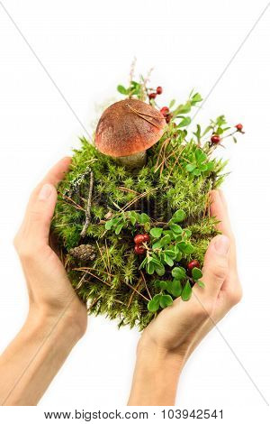 Human Hands Holding Green Plant On White Background.