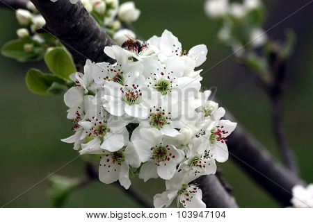 Pear Blossoms in Spring
