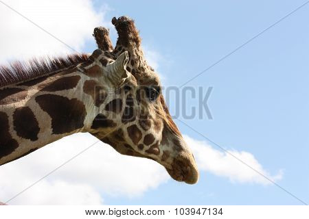 Giraffe Profile