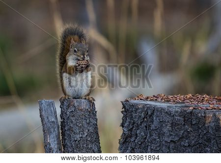 Squirrel