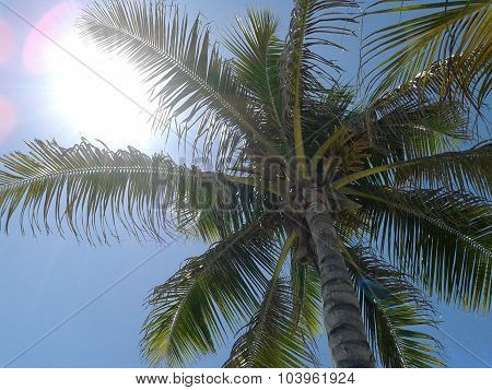Palm
