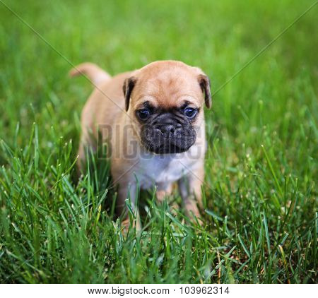  a cute chihuahua pug mix puppy (chug) looking at the camera with with grass in his mouth in a backyard during summer (SHALLOW DOF) 