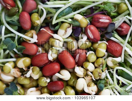 Microgreens salad with green fresh shoots. Health and diet.
