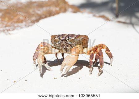 Hairy Leg Mountain Crab, Tachai Island,Thailand