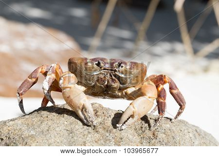 Hairy Leg Mountain Crab, Tachai Island,Thailand