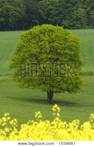 Gele en groene velden