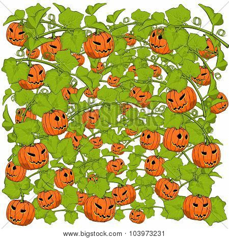 Pumpkin Background