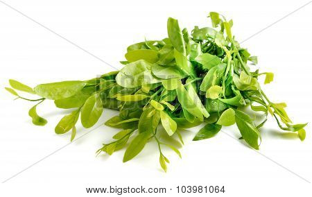 Green Vegetables On White Background.