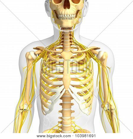 Male Ribcage And Nervous System Artwork