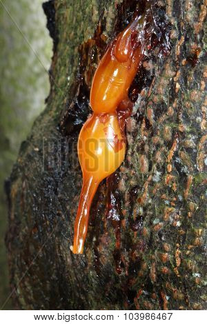 Solidified tree sap.