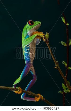 Green tree frog on a branch is in full growth and read