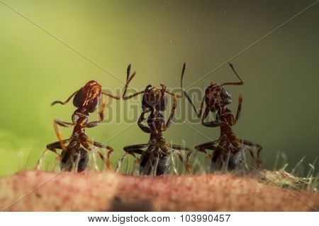 Chorus three ants
