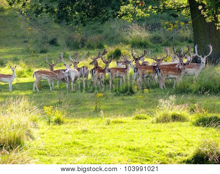 This is a photograph taken of deer in the Berkeley Deer Park, Gloucestershire
** Note: Soft Focus at 100%, best at smaller sizes