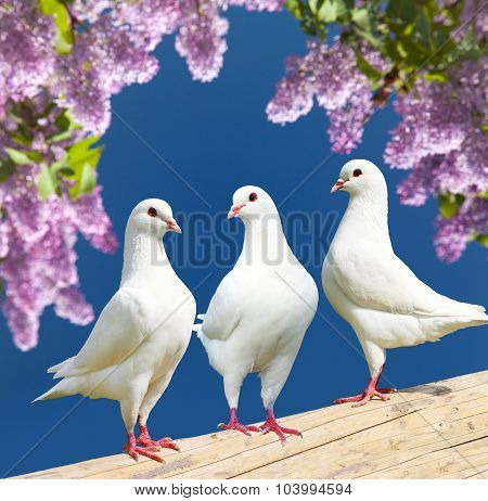 Three White Pigeons On Perch With Flowering Lilac Tree