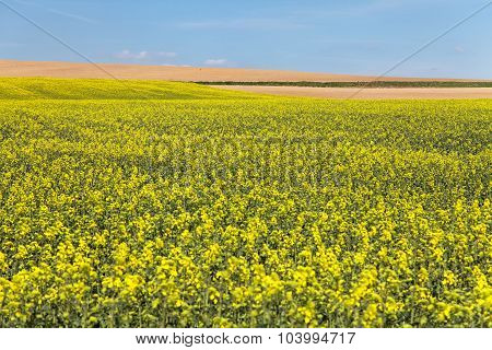 Field Of Rapeseed With Blue Sky