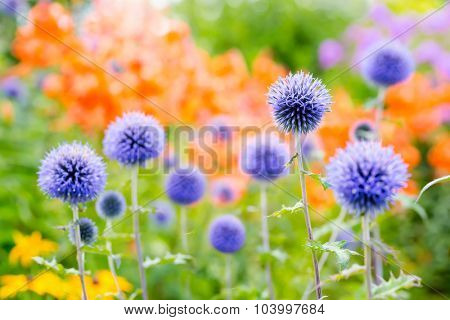 Globe thistles with backgound daylilies in the summer garden.