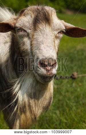 Portrait of a goat with a beard on a green pasture. Close-up.