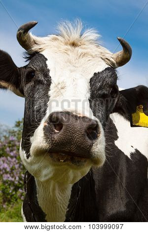 Dairy cow on a summer pasture. On the background of sky