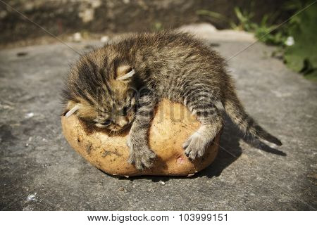 kitten lying on top of the potatoes