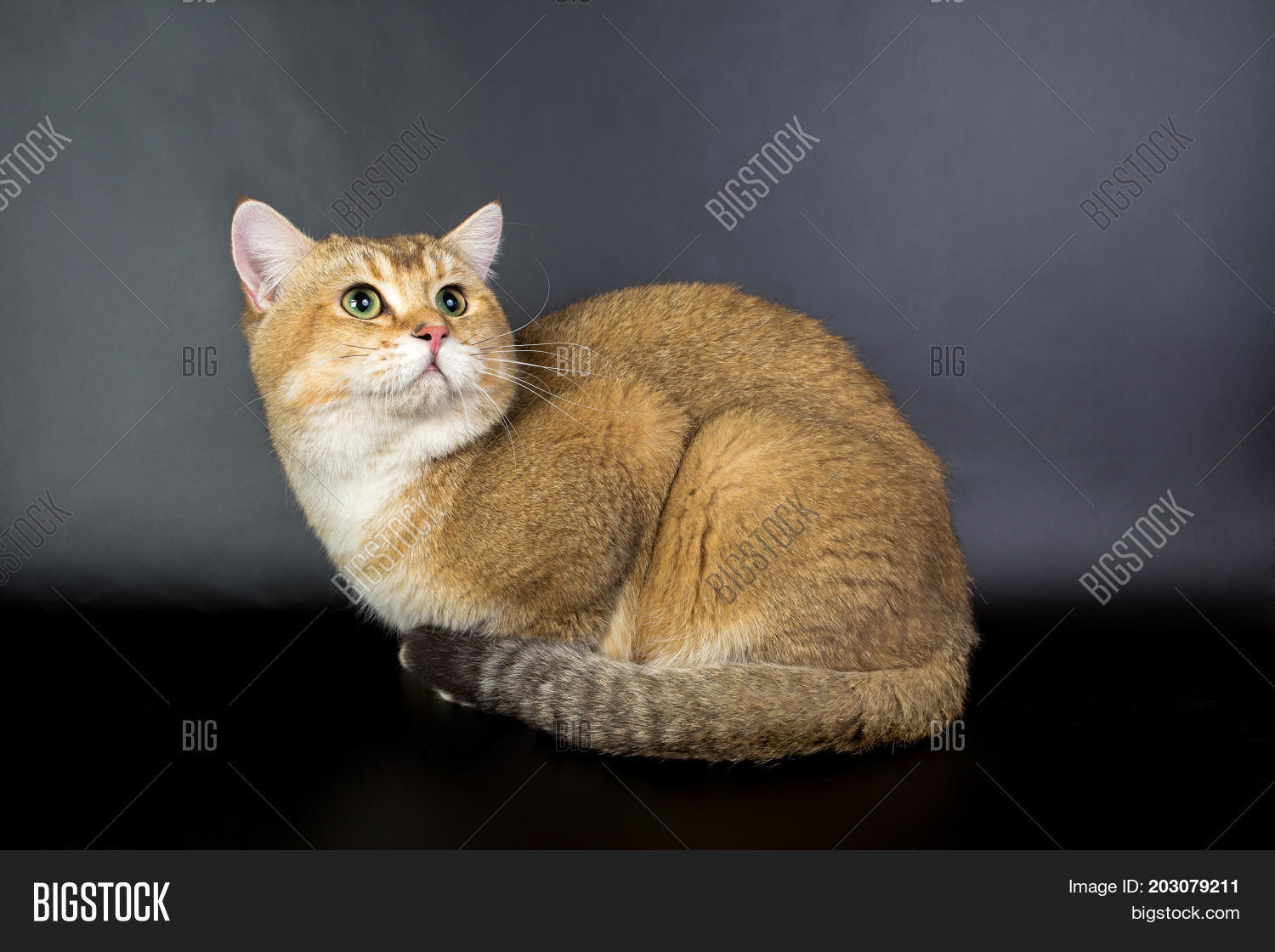 British Gold, Cat Image & Photo (Free Trial) Bigstock