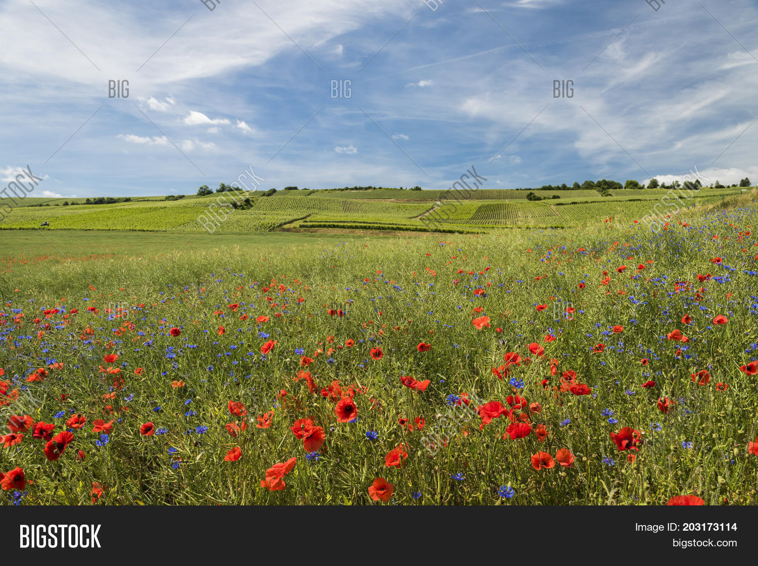 Blue Cornflower Orange Image & Photo (Free Trial) Bigstock